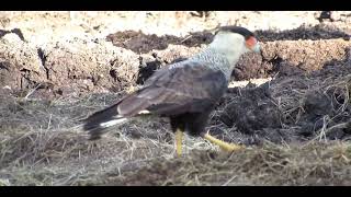 CARCARÁ (Caracara plancus)