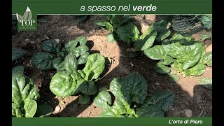 L'orto di Piero - Episodio 6 - Come crescono gli spinaci | topgardening