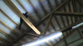 macaws flying in the barn