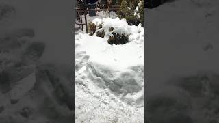 restaurant covered in snow #snow #letitsnow #restaurant #snowboarding #snowfall #winter #shorts