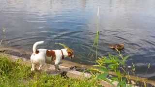 Dog vs Duck