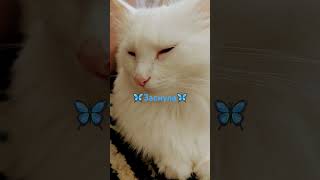 🦋заснула