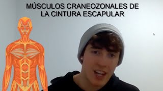 MÚSCULOS CRANEOZONALES- Origen, inserción, inervación, acción