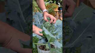 Harvest broccoli for the first time #backyardgardening #firsttime #growyourownfood #toronto #canada