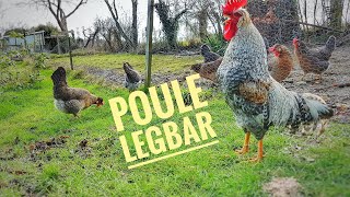 la poule legbar, poule autosexable aux œufs bleus