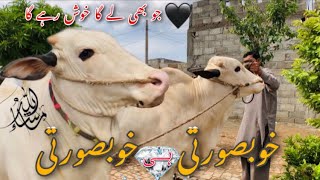 Bull Prices | Fateh Jang bulls | Beautiful bulls | 26 june 2022