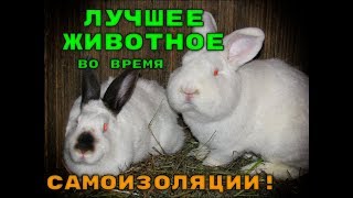 ЛУЧШЕЕ ЖИВОТНОЕ во время САМОИЗОЛЯЦИИ