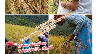 Proses Panen Padi di Sawah Yang Miring Para Petani di Manggarai Timur Flores NTT #panenpadi