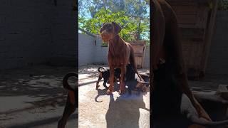 Dobermann europeu 🇷🇺🇧🇷🔥#dog #puppy #doglover #doberman #dogowner #dogs #petowner #puppyvideos