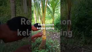 Pohon kelapa gading ready stok