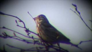 Kornsparv/Corn Bunting.