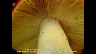 Russula aurea. Champimaginatis. English Text.