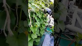 berkebun tanam sayur timun di atas kapal tugboat alhasil berbuah Alhamdulillah #shortvideo#tugboat