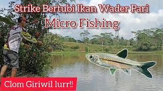 Strike Bertubi Ikan Wader Pari // Clom Giriwil - Micro Fishing