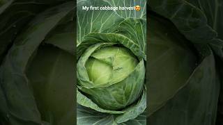 First cabbage harvest in late Winter #gardening #garden #wintergardening