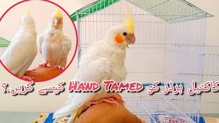 Parrot ko kese Hand Tamed kren | How To Feed Parrot Chicks | #lovebirds #parrots @birdsfamily8386