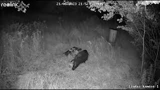 Big Wild Hog Looking for Tasty Things/Mežacūkas