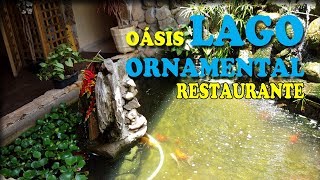 Lago ornamental com carpas koi coloridas - Carpas coloridas gigantes no lago artificial -  Oásis 2