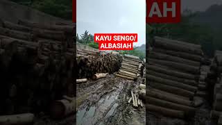 KAYU SENGON /ALBASIA#shortvideo