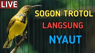 🔴 PANCINGAN SOGON TROTOL, AMPUH BIKIN LANGSUNG NYAUT