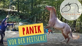 Panik vor der Peitsche - #TrickyHorseTraining HILFT!