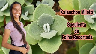 Kalanchoe Milotti # Dicas de Cultivo # Suculenta da Folha Recortada