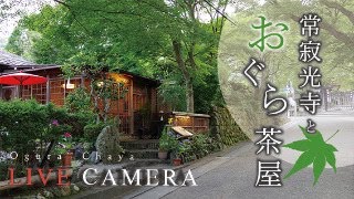 LIVE CAMERA Kyoto【京都おすすめ】常寂光寺山門 と おぐら茶屋