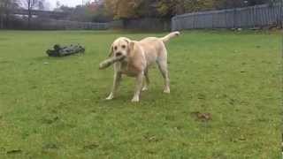 Perfect Pooch Labrador.