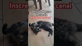 #gatos #viralvideo #motivacional #reflexão #deusnocomando #frases #statuswhatsapp #motivacion #edit