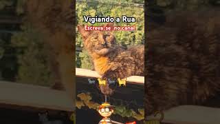 #motivacional #viralvideo#gatos #gatosfofo #cat #pets #catolico #evangelho #bichos#bondade #forever