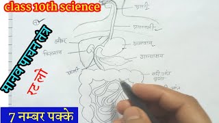 मानव पाचन तंत्र सचित्र वर्णन// class 10th science human digestive system// manav pachan tantra