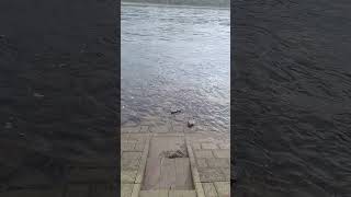 der #rhein sinkt wieder #shortsvideo #shorts