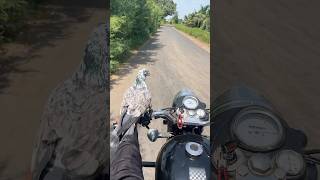 Rocky kabutar bulet shathe #pigeon #video #viralvideos #viwes #youtubeshort