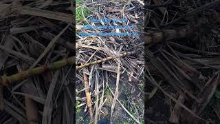 #cleaning #sugarcane #fypシ゚viral #viral #thejamayanfamily #cane