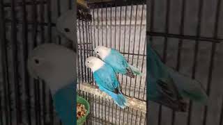 Budgie Lover #  | #Shorts #cutebaby   #budgie #BirdsLoverTV