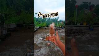 My Pigeon Lands Right on My Finger #pigeon #pets #ytshorts #shorts