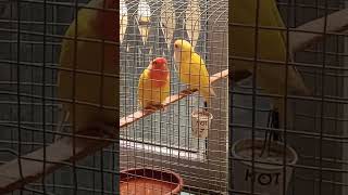 Lovebird's pair #shorts  #lovebirds #lovebird