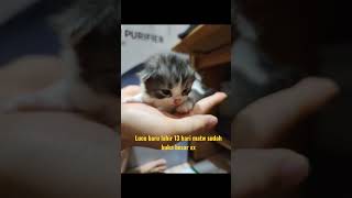 lucunya anak kucing baru lahir #anakkucinglucu #catviralvideos