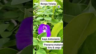 Pewarna Makanan Biru dan Ungu #bungatelang #kebunorganik #kebunpekarangan #permakultur #permakultura