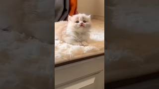 Super cat video #catlover #catvideos #funnycat #catdance #kitten #cutecats