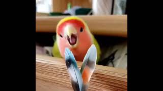 Lovely and Smart Parrot | amazing parrot