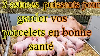 Garder vos 🐷 porcs en bonne santé : voici les astuces