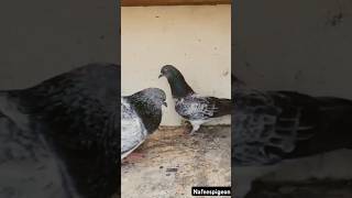 #pigeon #kabutar #bird #sortvideo #shorts #nafeespigeon