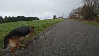 German shepherd on walk. Eros på tur. 28.10.2024. still you tubes most boring video part 2