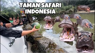 TAMAN SAFARI INDONESIA KASIH MAKAN KUDANIL