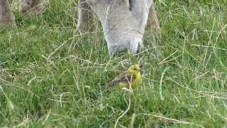 Yellow Wagtail Goldcliffe RSPB