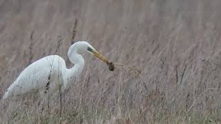 Drei Mäuse an Heiligabend ... für die Silberreiher _ #Vogelbeobachtung