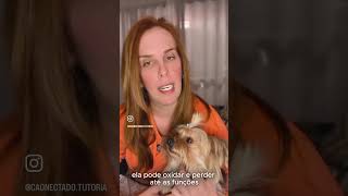 Você sabia que a maneira como você armazena a ração do seu cachorro pode afetar a saúde dele? 🤔