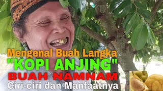 Manfaat Buah Namnam Kopi Anjing