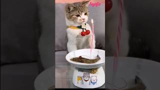 Happy birthday si kucing lucu #Shorts #viral #trending #tiktok